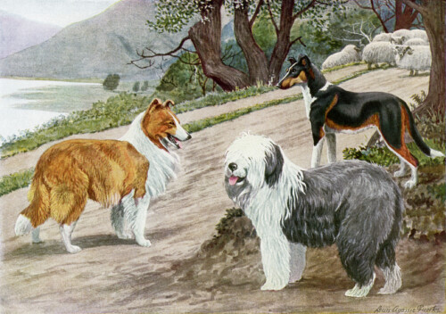 free vintage image dogs, collie, old english sheep dog, smooth collie, free printable, vintage dog illustration, the book of dogs