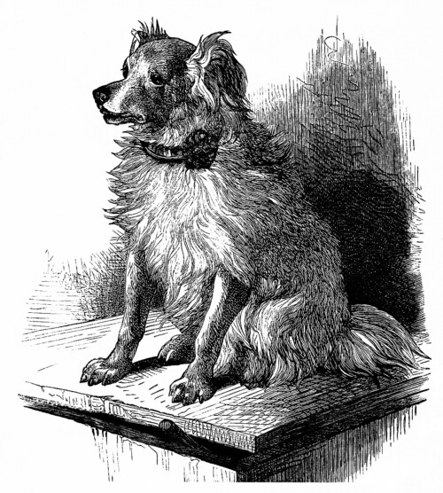 free vintage printable dog image, dog sketch, vintage dog illustration, free clipart dog, black and white dog image
