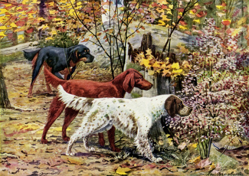 gordon setter, irish setter, english setter, free vintage image dogs, the book of dogs, vintage dog illustration, free digital graphics pets