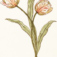 kate greenaway tulip, free vintage clipart flower, peach tulips, royalty free tulip image, storybook flowers, free vintage image flowers, free printable flower
