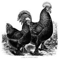 free vintage image, free vintage rooster clipart, langshan fowl, chicken, rooster, hen, black and white rooster illustration, farm clipart