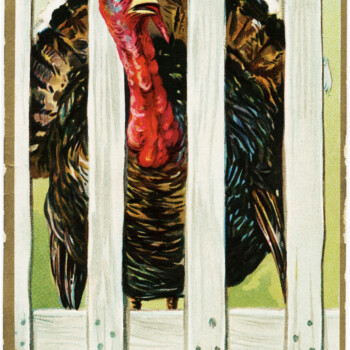 tuck's vintage postcard, antique thanksgiving postcard, turkey image, fenced turkey, old postcard, free digital thanksgiving graphic, free vintage ephemera