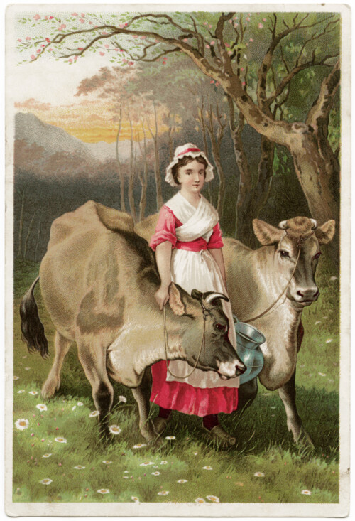 vintage trade card, Dr Jayne's expectorant, Dr Jayne's liniment, Dr Jayne's vermifuge, cows and milkmaid, victorian advertising card, free vintage image, the jerseys
