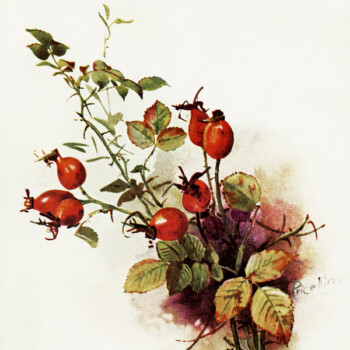 Free vintage clip art fall berries botanical postcard image