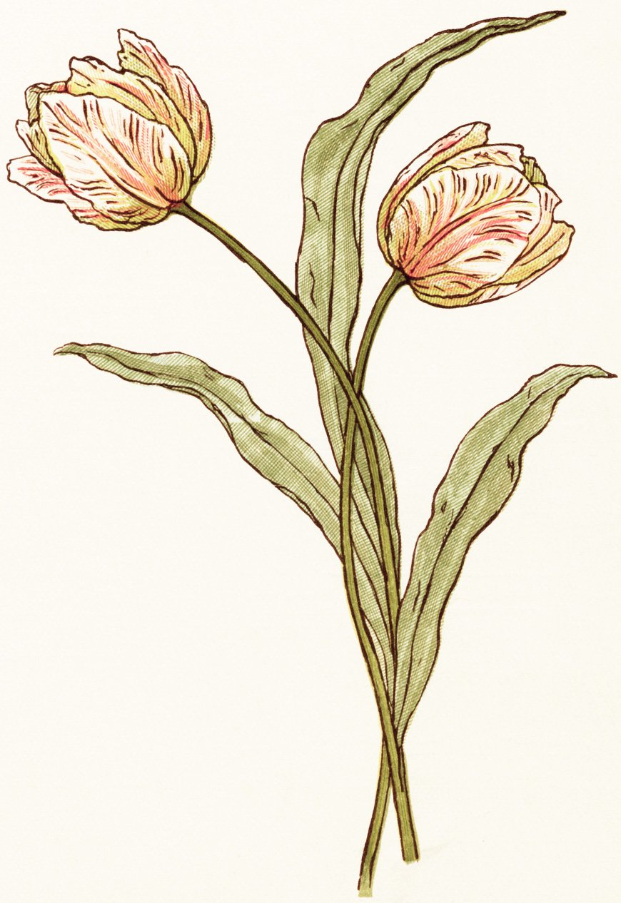 kate greenaway tulip, free vintage clipart flower, peach tulips, royalty free tulip image, storybook flowers, free vintage image flowers, free printable flower