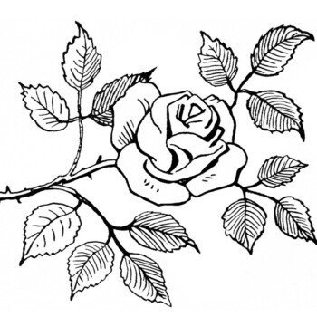 free vintage rose clip art illustration