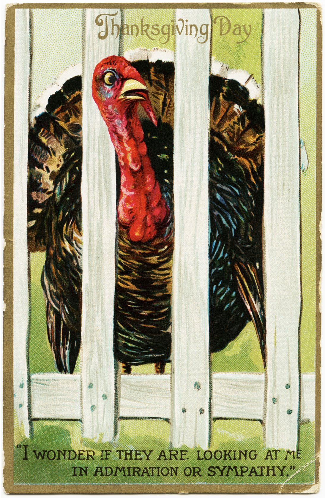 tuck's vintage postcard, antique thanksgiving postcard, turkey image, fenced turkey, old postcard, free digital thanksgiving graphic, free vintage ephemera