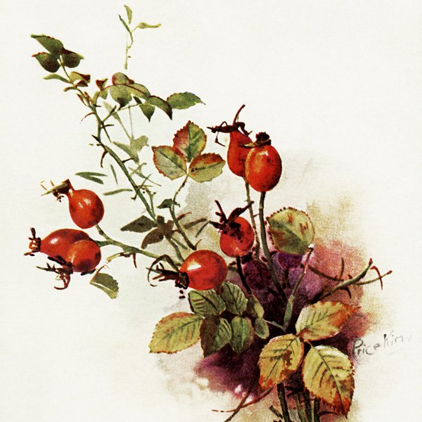 Free vintage clip art fall berries botanical postcard image