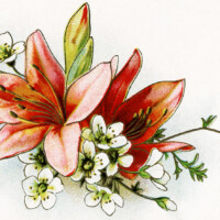free vintage image, lilies vintage illustration, old floral image, vintage clipart flower, vintage clip art lily, floral cluster