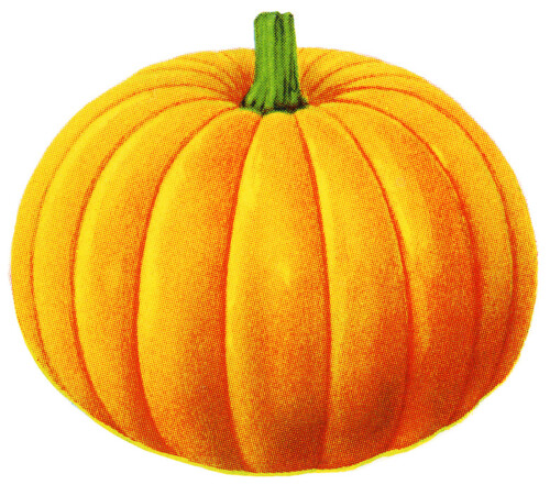vintage halloween pumpkin, free clipart pumpkin, free printable for halloween, free vintage image pumpkin, free vintage pumpkin graphic, public domain pumpkin