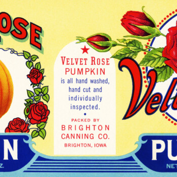 velvet rose pumpkin label, vintage pumpkin label, antique food label, free vintage pumpkin graphic, free printable label, pumpkin rose can label, public domain label