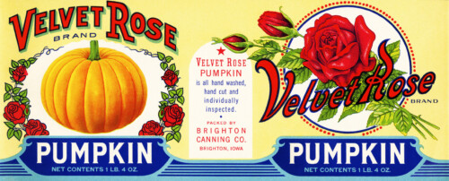velvet rose pumpkin label, vintage pumpkin label, antique food label, free vintage pumpkin graphic, free printable label, pumpkin rose can label, public domain label