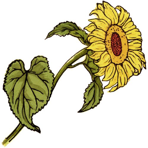 free digital image, kate greenaway flower, sunflower clipart, free printable sunflower, sunflower graphic