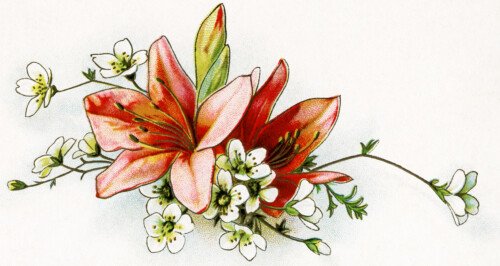 free vintage image, lilies vintage illustration, old floral image, vintage clipart flower, vintage clip art lily, floral cluster