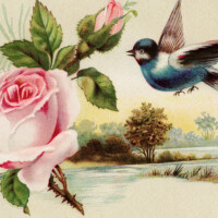 Free vintage clip art Victorian trading card blue bird pink flower