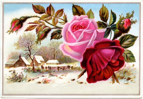 Free vintage clip art Victorian trading card pink red rose over winter country scene