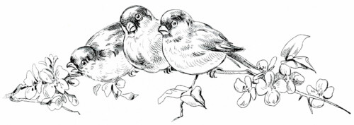 Free vintage black and white clip art birds on branch