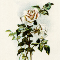Free vintage rose poem clip art