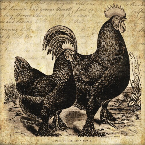 Rooster & hen 5x5 in ~ lilac-n-lavender