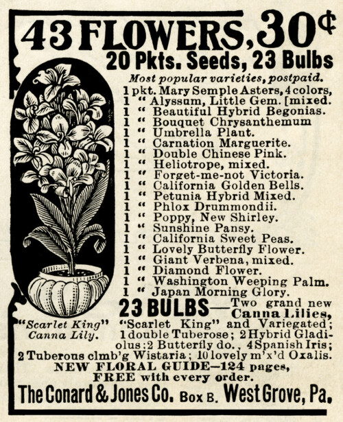 vintage magazine ad, seed packets advert, antique advertisement, flower seeds ad