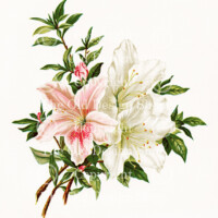 pink white azaleas, vintage flower, flowers from dell and bower