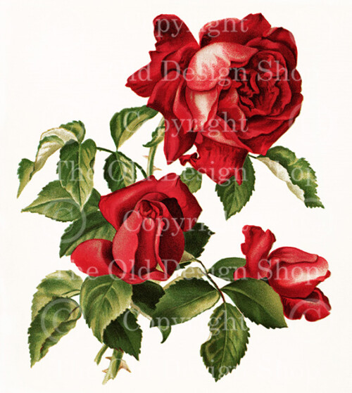 yellow roses,red roses,dell and bower,vintage floral image,susie barstow skelding,vintage rose illustration