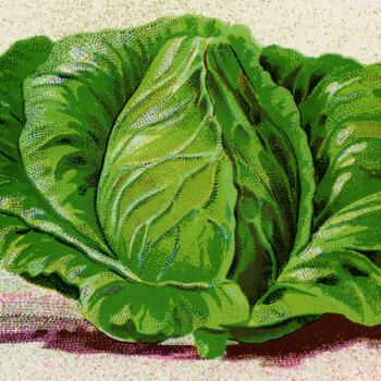 Free vintage clip art French cabbage seed packet label