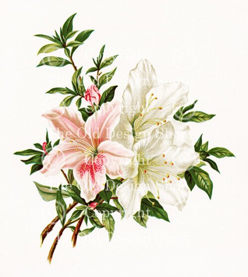 pink white azaleas, vintage flower, flowers from dell and bower