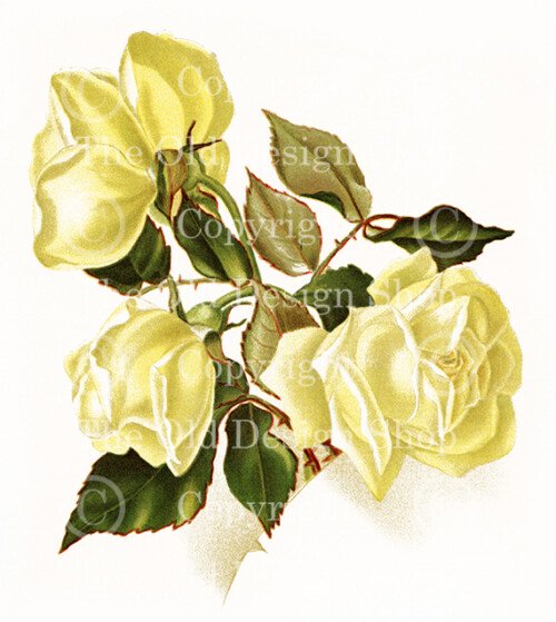 yellow roses,red roses,dell and bower,vintage floral image,susie barstow skelding,vintage rose illustration