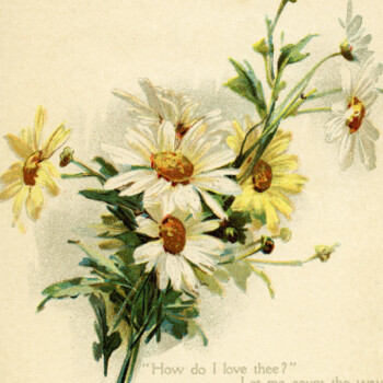 Free vintage clip art love poem daisies