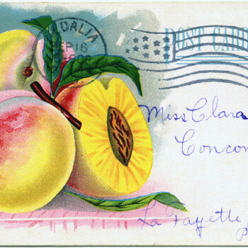 vintage garden, vintage postcard, free digital graphics, vintage fruit illustration, vintage clipart peach