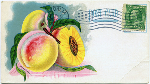 vintage garden, vintage postcard, free digital graphics, vintage fruit illustration, vintage clipart peach