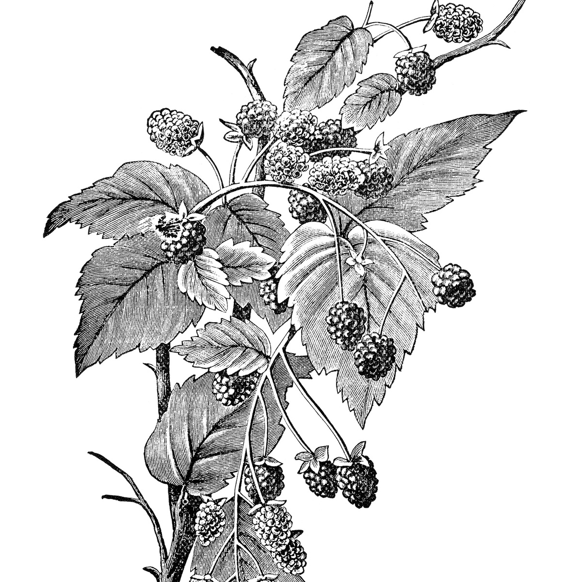 Малина Ботаническая иллюстрация