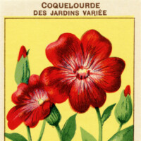 free vintage clip art French seed label coquelourde des jardins variee