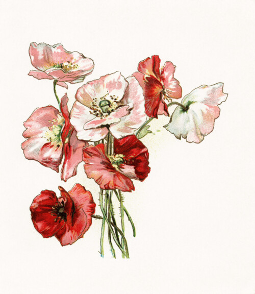 free vintage floral clip art red pink poppies 