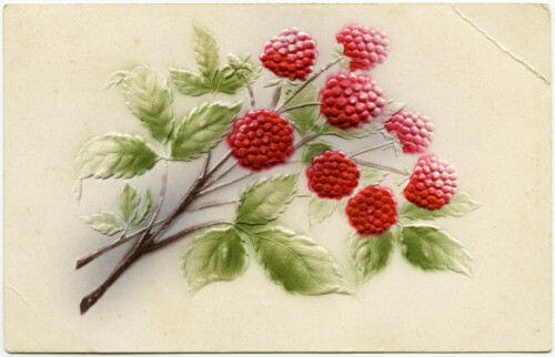 Free vintage clip art fruit red raspberries postcard