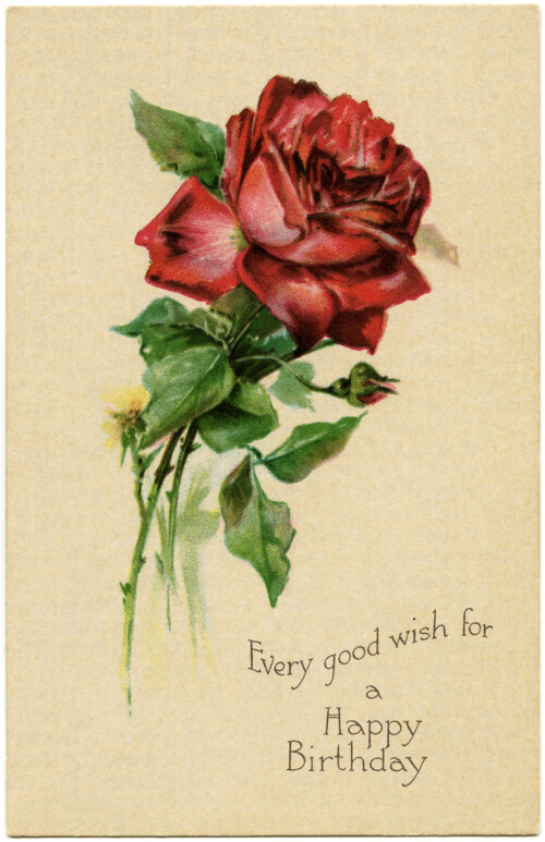 free vintage clip art birthday postcard red rose