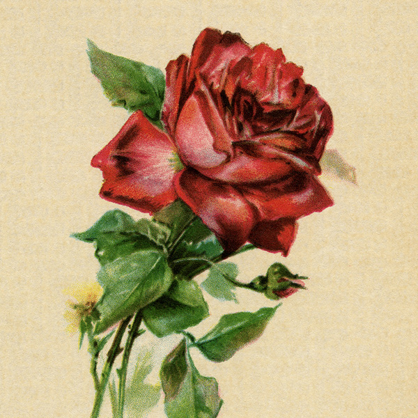 Wild Rose Vintage Image - Old Design Shop Blog