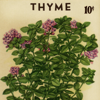 vintage seed packet thyme