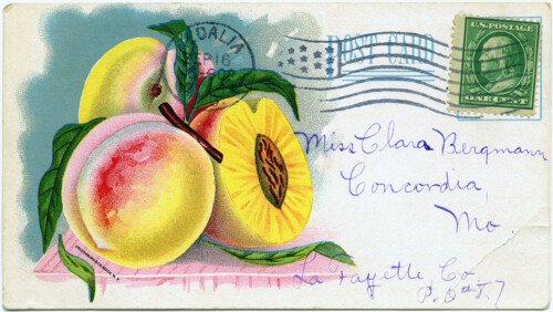 vintage garden, vintage postcard, free digital graphics, vintage fruit illustration, vintage clipart peach