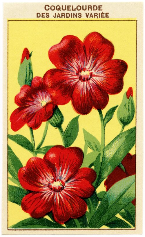 free vintage clip art French seed label coquelourde des jardins variee