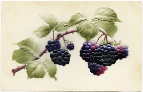Free vintage clip art purple fruit black berries postcard