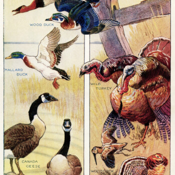 arthur freund, canada game birds, natural history bird graphics, free vintage image, antique bird illustration