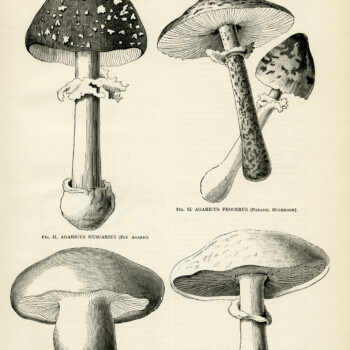 mushroom clip art