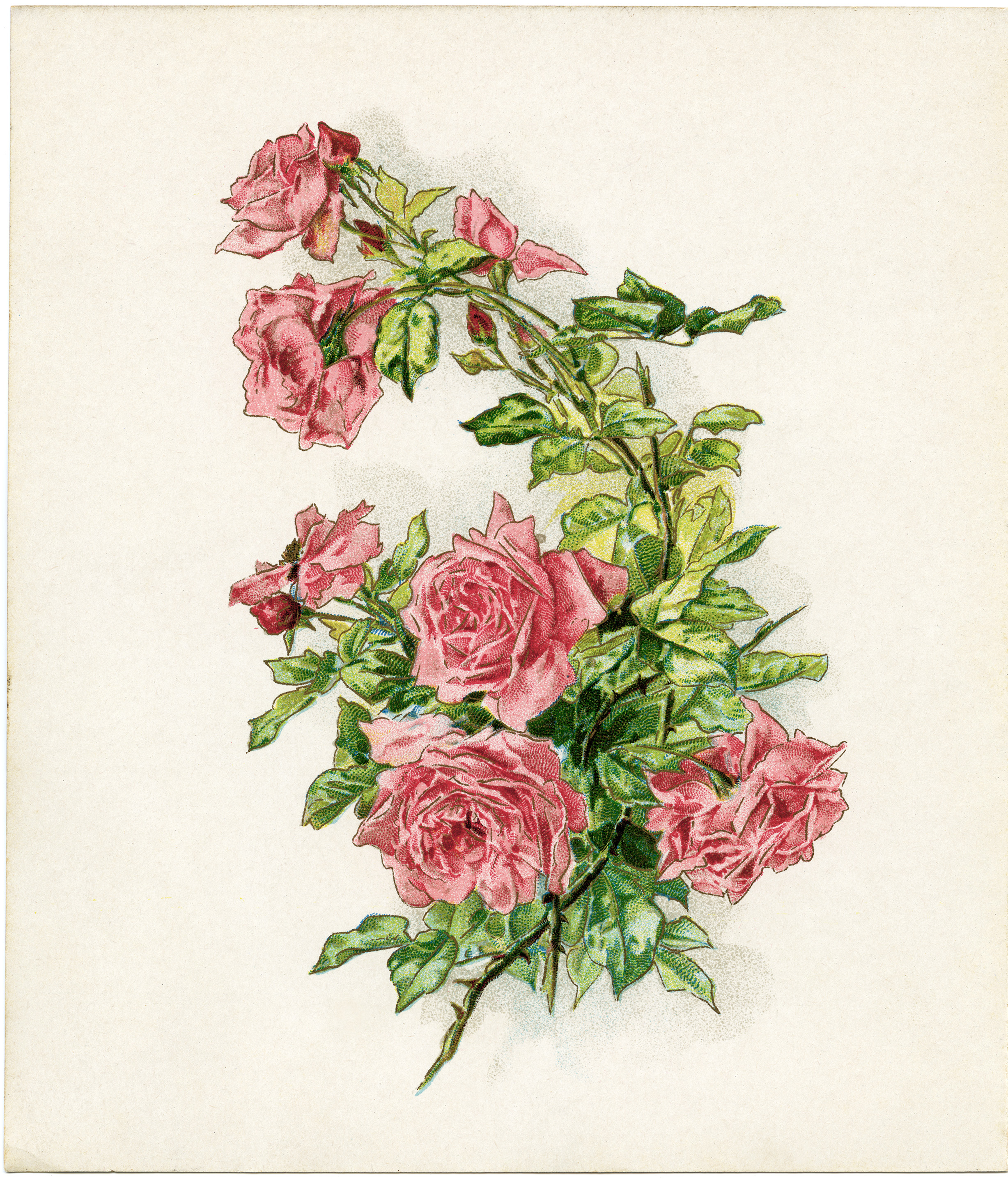Pink Rose Vintage Flower Clip Art Antique Flowers Vintage Flowers Digital Art