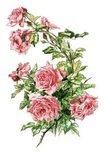 vintage clip art rose, pink roses illustration, antique flowers digital image, old roses clipart, printable graphics roses