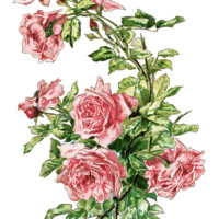 vintage clip art rose, pink roses illustration, antique flowers digital image, old roses clipart, printable graphics roses