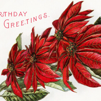 Free vintage clip art poinsettia postcard birthday greetings