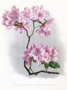 rhododendron illustration, vintage floral image, pink flower clipart, antique floral graphics, printable flower