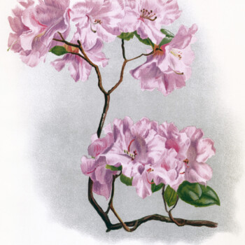 rhododendron illustration, vintage floral image, pink flower clipart, antique floral graphics, printable flower